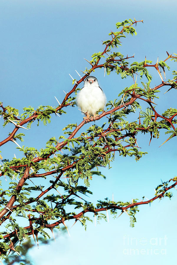 African Pygmy Falcon Photograph by Dr P. Marazzi/science Photo Library