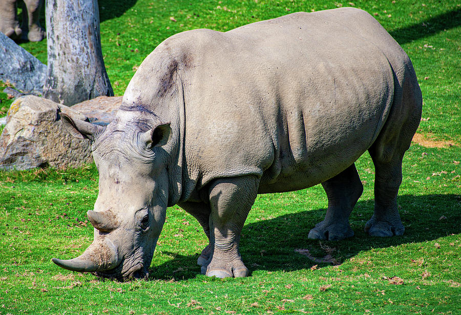 African Rhino Photograph by Anthony Jones