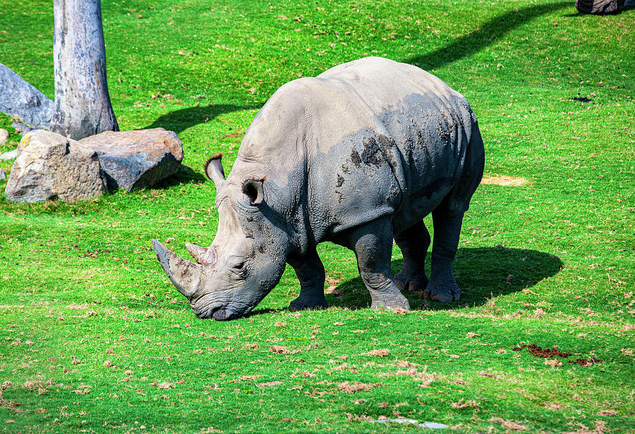 African Rhinoceros Photograph by Anthony Jones