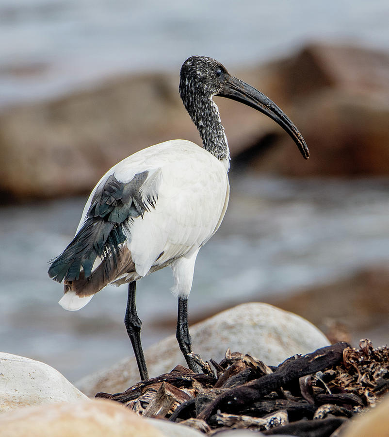 African Sacred Ibis Photograph by Marcy Wielfaert