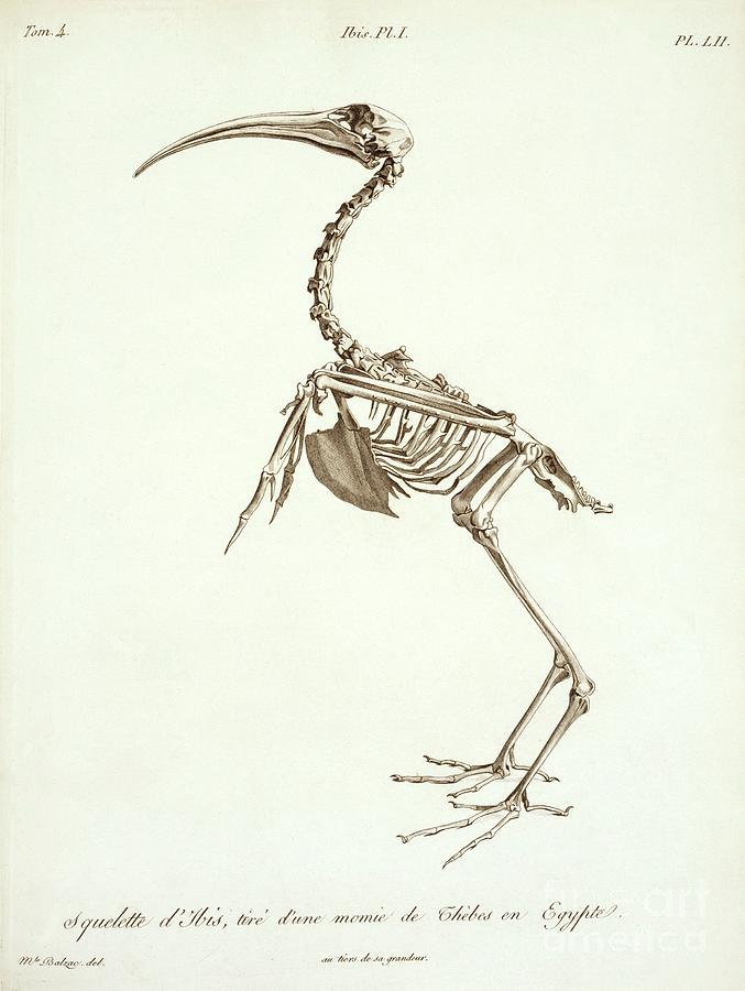 Wildlife Photograph - African Sacred Ibis Skeleton by Natural History Museum, London/science Photo Library