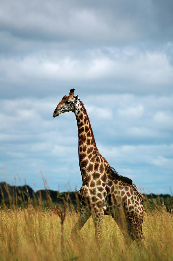 African Safari Giraffe Photograph by Kjell Linder