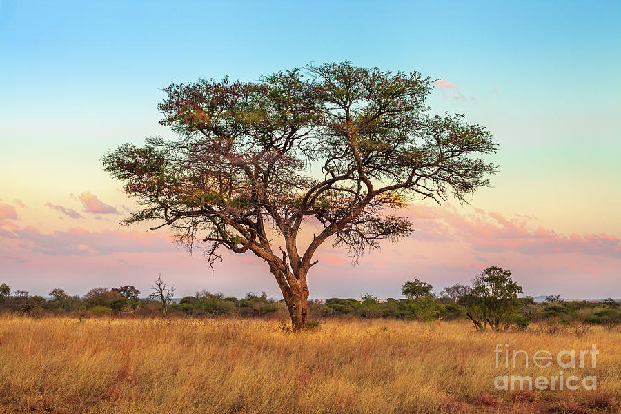 African Savannah wallpaper Photograph by Benny Marty