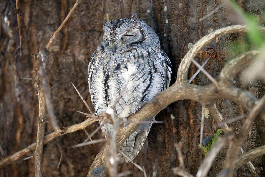African Scops-owl Photograph by Angelika Stern