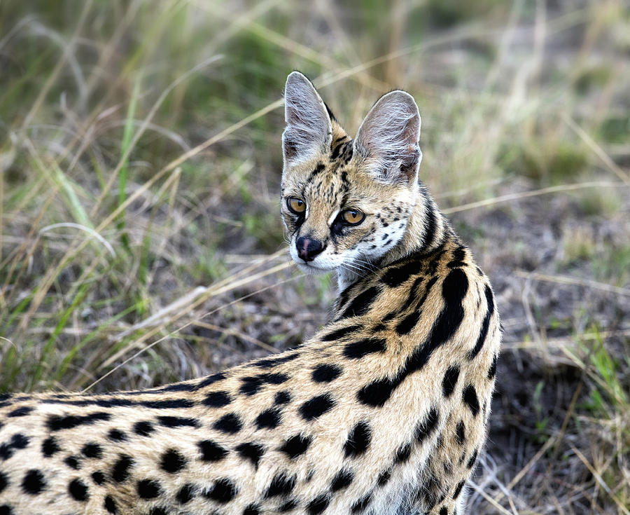 serval cat stuffed animal