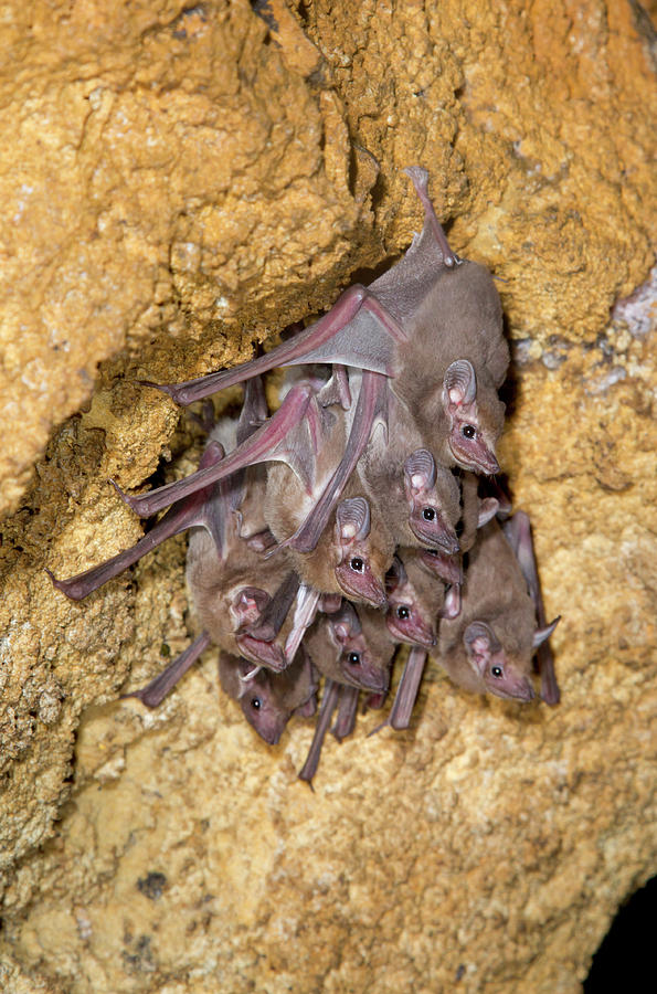 African Sheath-tailed Bats Photograph by Ivan Kuzmin