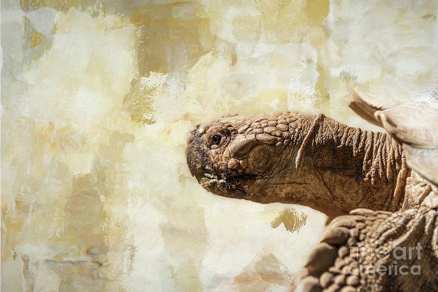 Portrait Mixed Media - African Spurred Tortoise by Eva Lechner