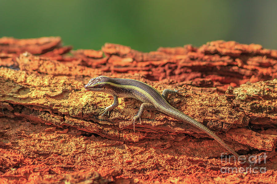 African striped skink Photograph by Benny Marty