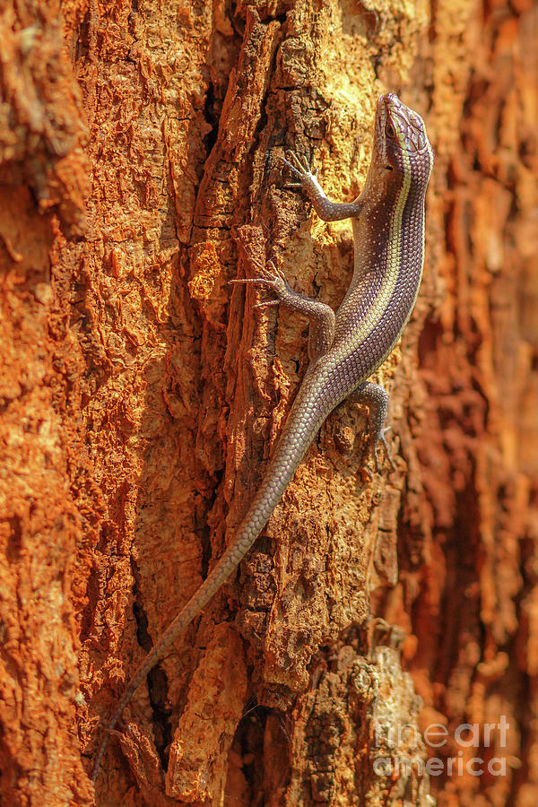 African striped skink lizard Photograph by Benny Marty