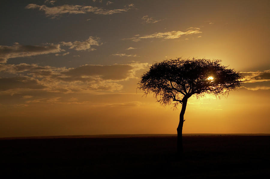 African Sunset Photograph by Aldra