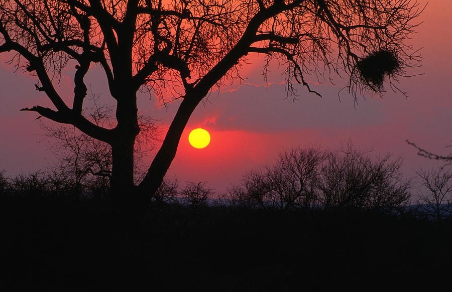 African Sunset, Kruger National Park Photograph by Lonely Planet