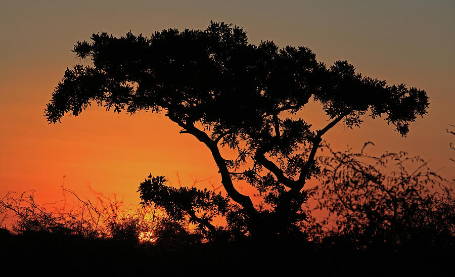 African Sunset Photograph by Namibelephant