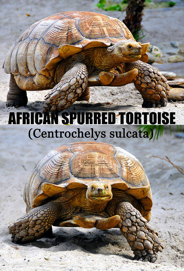 African Tortoise educational poster Photograph by David Lee Thompson