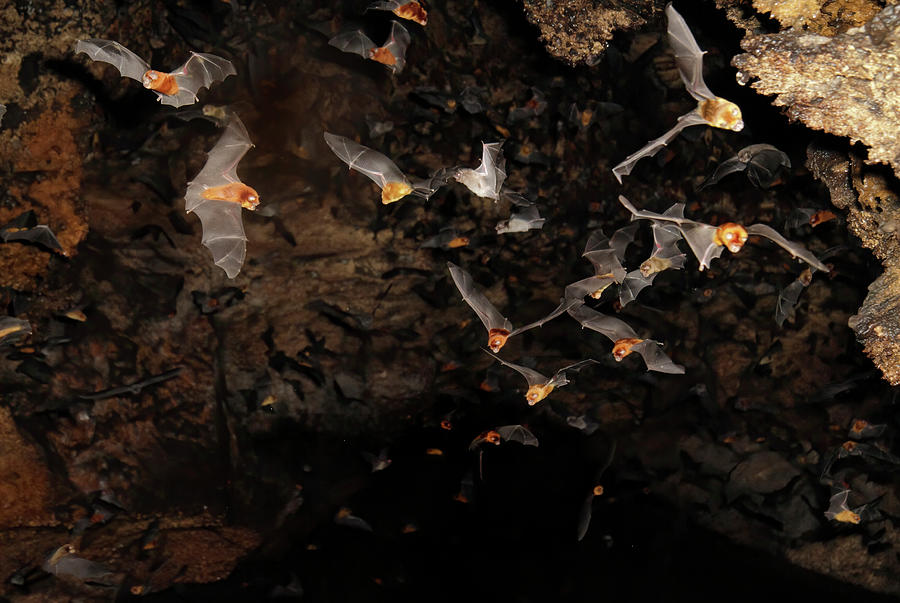 African Trident Bats In A Cave Photograph by Ivan Kuzmin - Pixels