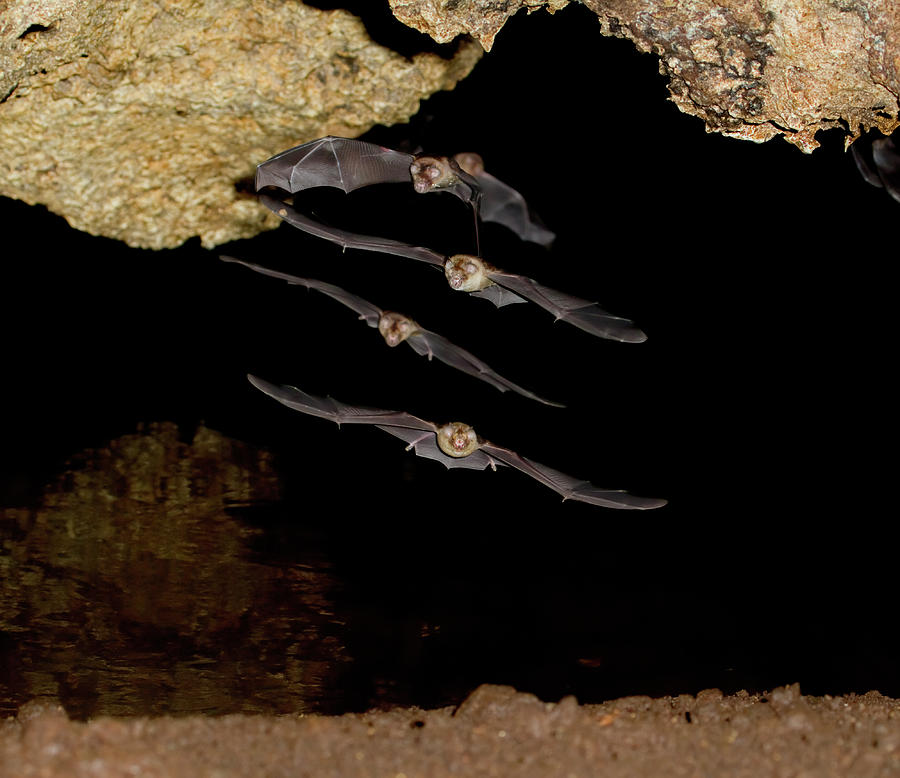 African Trident Bats Photograph by Ivan Kuzmin