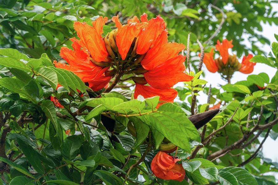 African Tulip Tree at the beach at Kuto Bay by Daniela Constantinescu African Tulip Tree at the beach at Kuto Bay by Daniela Constantinescu