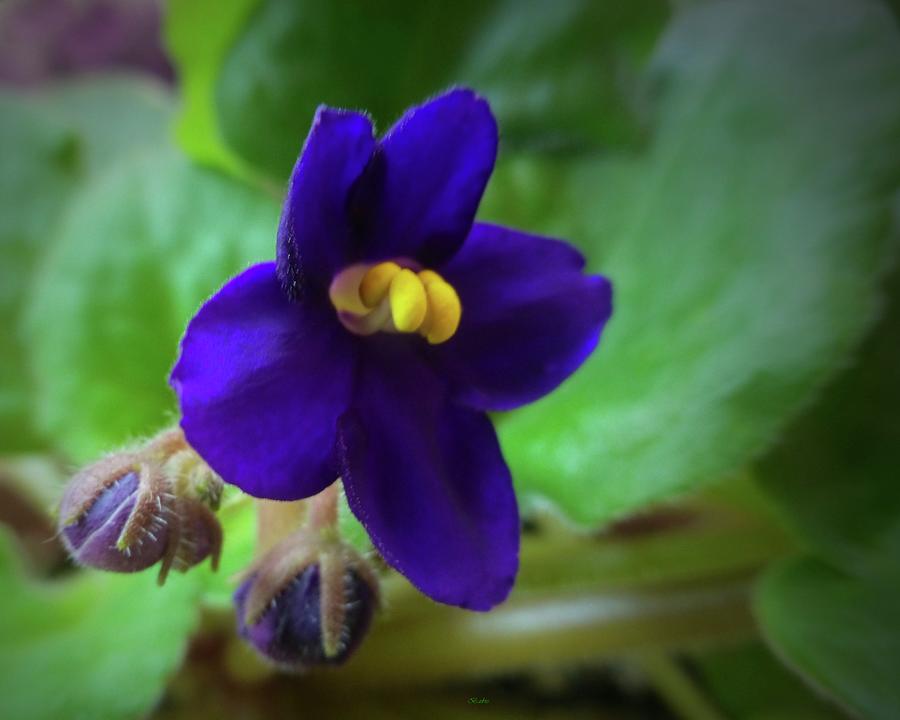 African Violet And Buds Photograph