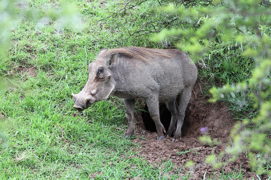 African Warthogs 15 Photograph by Bob Langrish