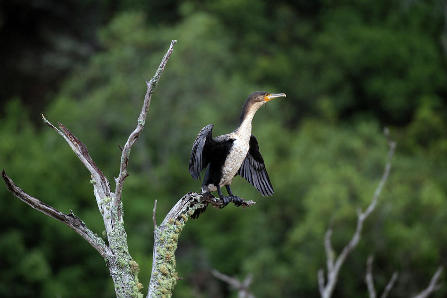 African White-breasted Cormorant 02 Photograph by Bob Langrish | Fine ...