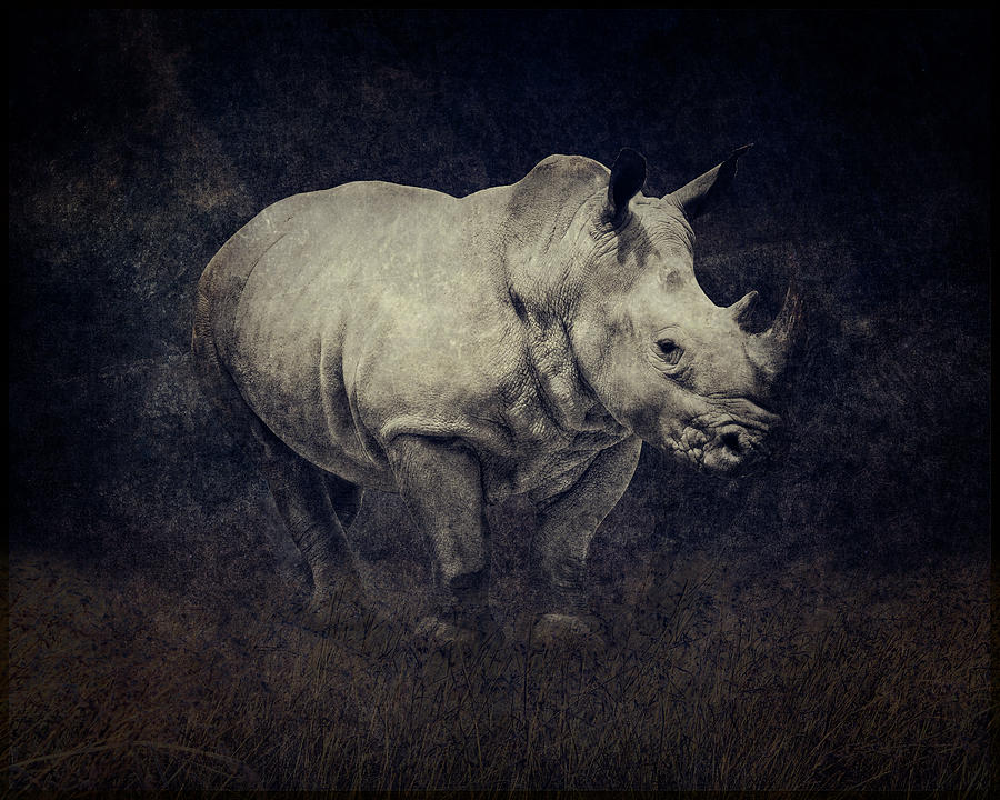 African White Rhinoceros Digital Art by Sandra Selle Rodriguez