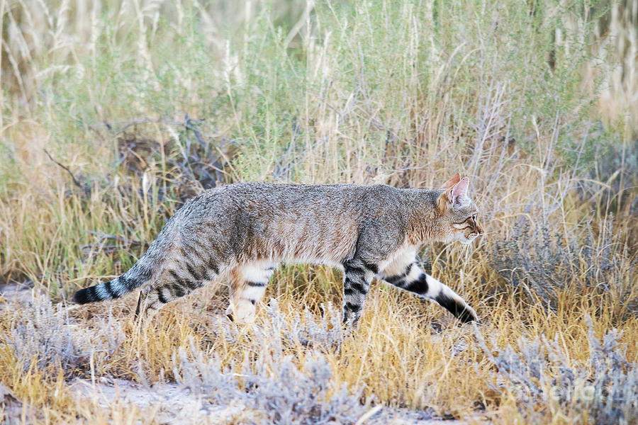 African Wild Cat Photograph by Dr P. Marazzi/science Photo Library