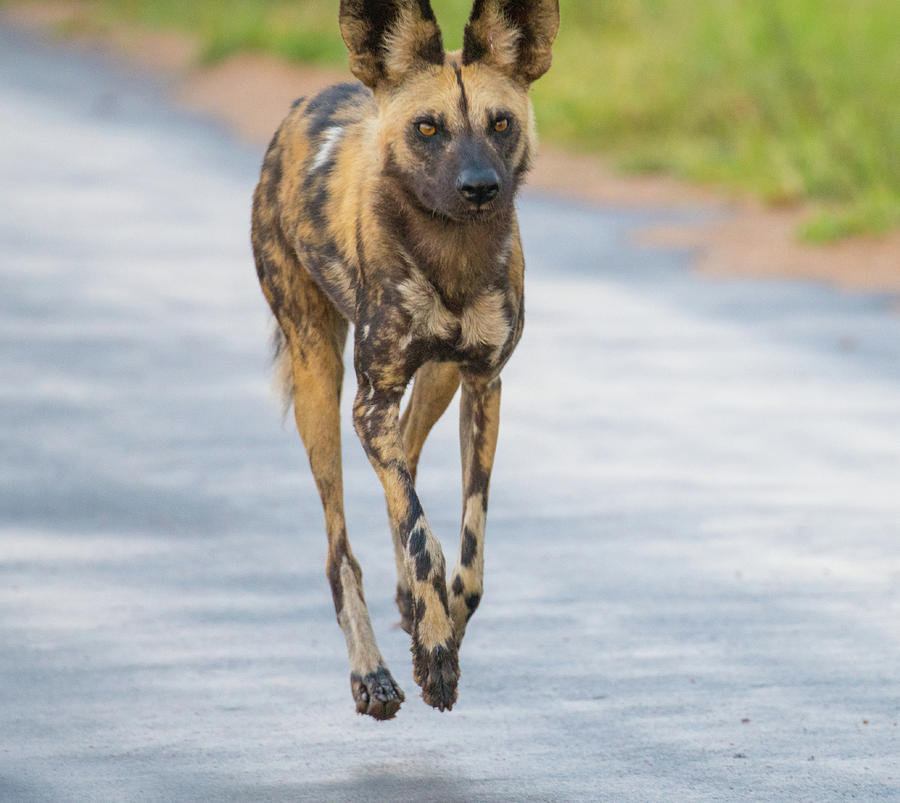 African Wild Dog bouncing Photograph by Mark Hunter