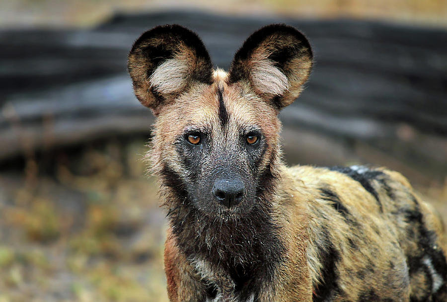 African Wild Dog (lycaon Pictus) Photograph by Max Seigal | Pixels