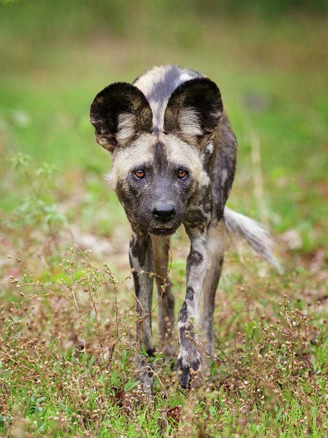 African Wild Dog, Mana Pools National Park, Zimbabwe Photograph by Tony Heald /
