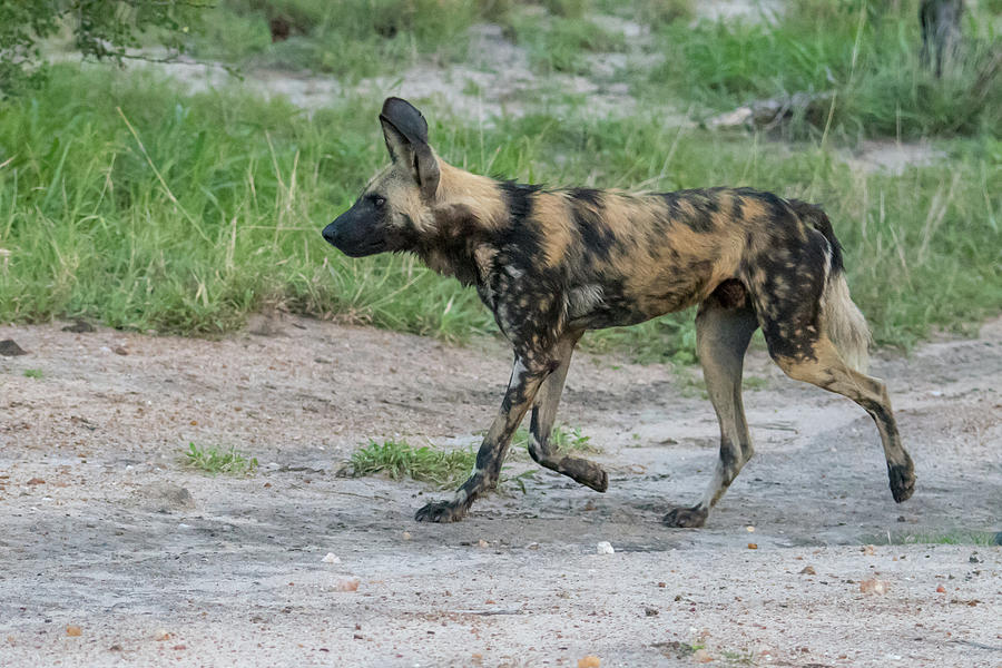 African wild dog on patrol Photograph by Mark Hunter