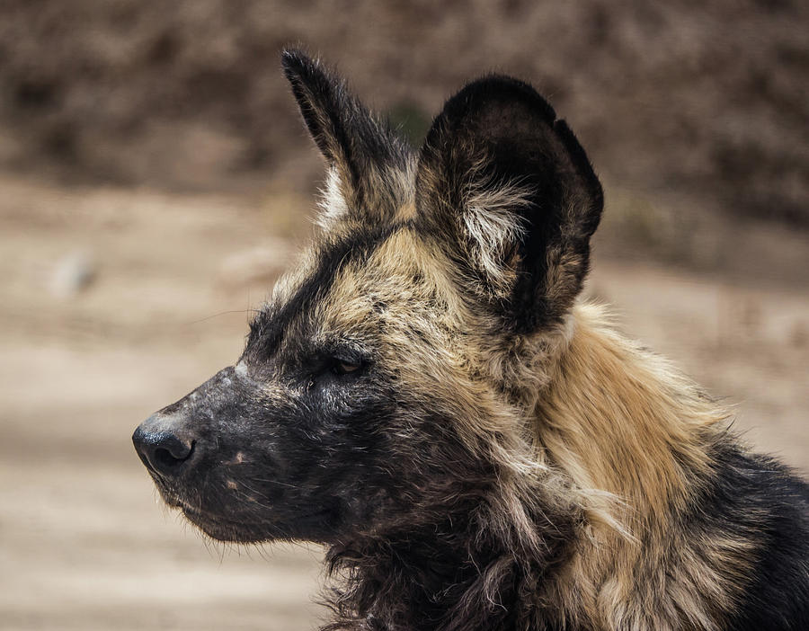 African Wild Dog Photograph by Patricia Gould
