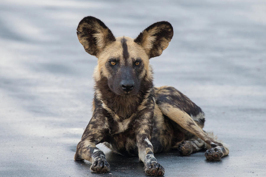 African Wild Dog resting on a road Photograph by Mark Hunter