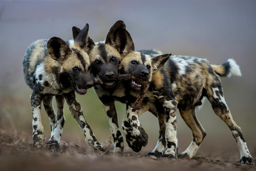 African Wild Dogs Juveniles Playing With The Leg Of An Photograph by Bence Mate / Naturepl.com African Wild Dogs Juveniles Playing With The Leg Of An Photograph by Bence Mate / Naturepl.com