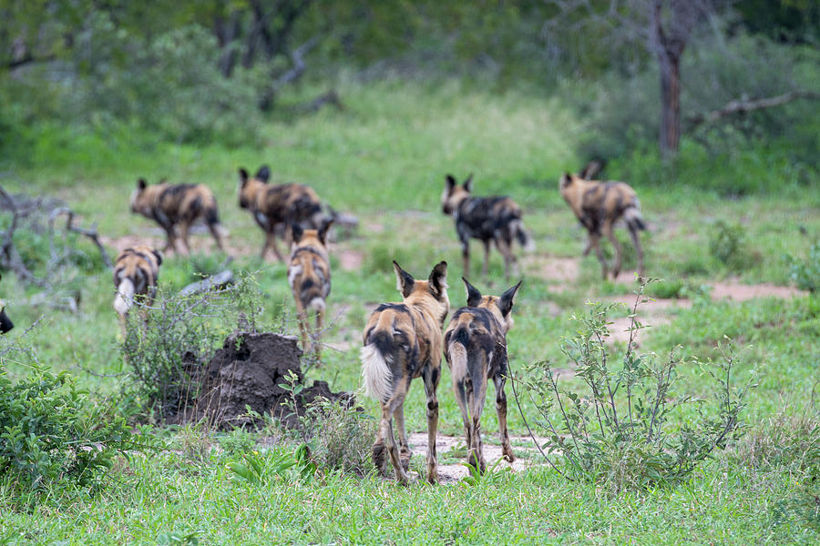 African wild dogs leaving Photograph by Mark Hunter
