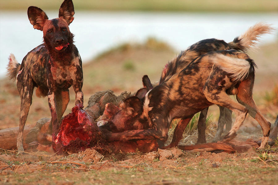 african wild dogs eating