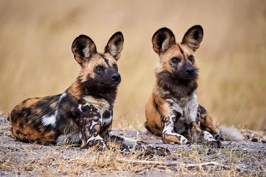 African Wild Dogs Lying Down, Alert, Africa Photograph by Eric Baccega