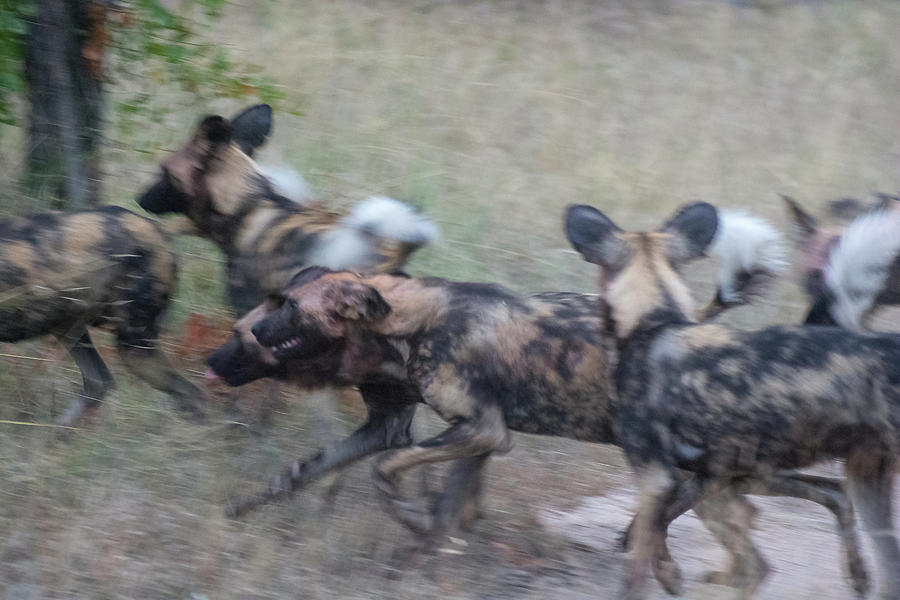 African Wild Dogs Running Photograph by Mark Hunter