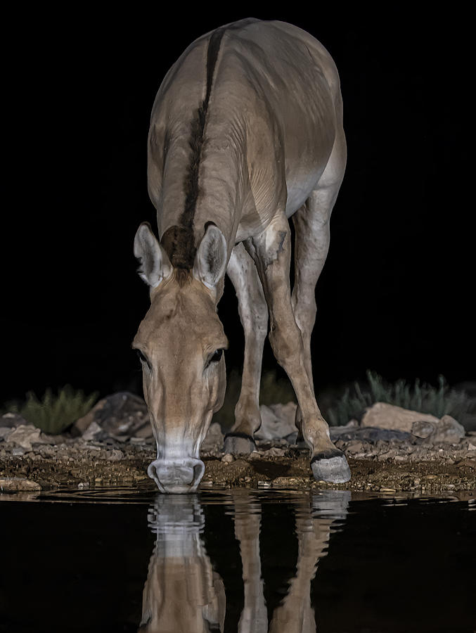 African Wild Donkey Photograph by Boris Lichtman