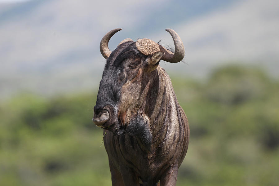 Animal Photograph - African Wildebeest 01 by Bob Langrish
