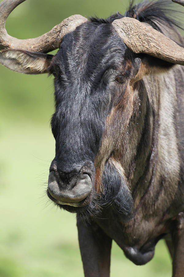 Animal Photograph - African Wildebeest 02 by Bob Langrish