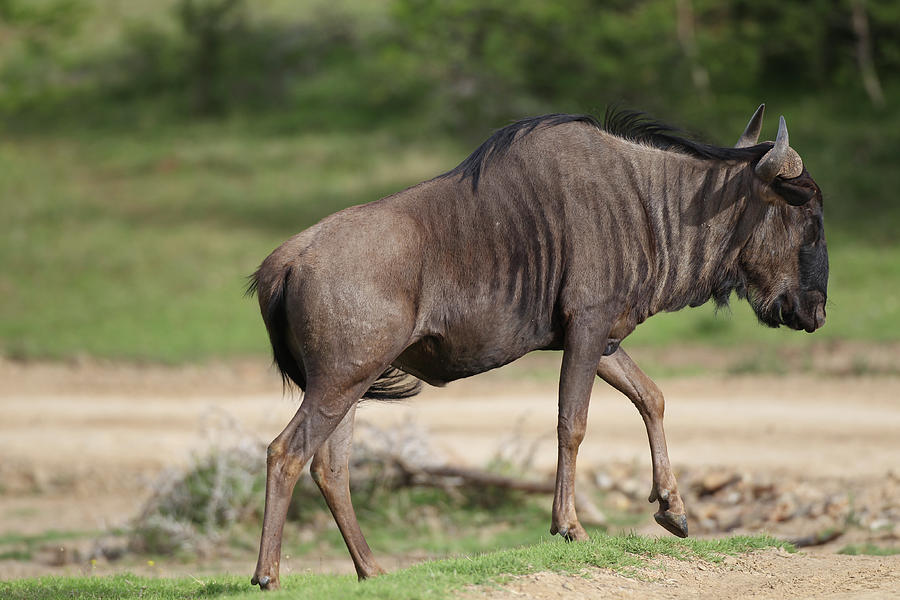 Animal Photograph - African Wildebeest 03 by Bob Langrish