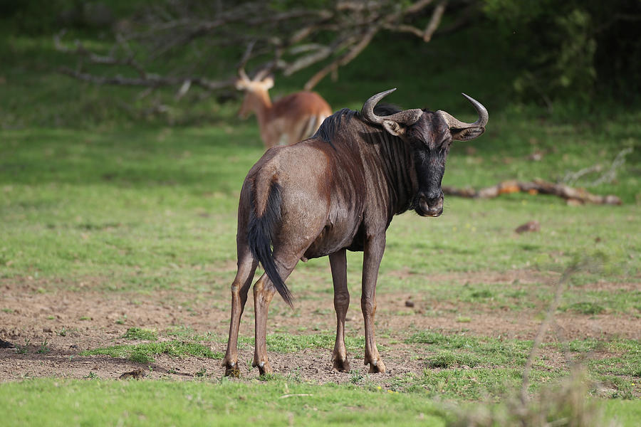 Animal Photograph - African Wildebeest 04 by Bob Langrish