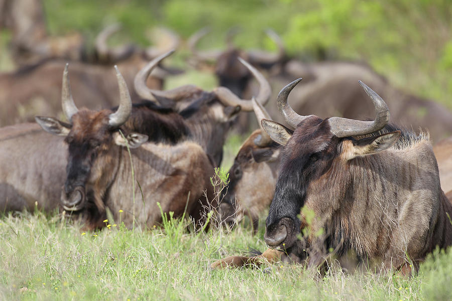 Animal Photograph - African Wildebeest 05 by Bob Langrish