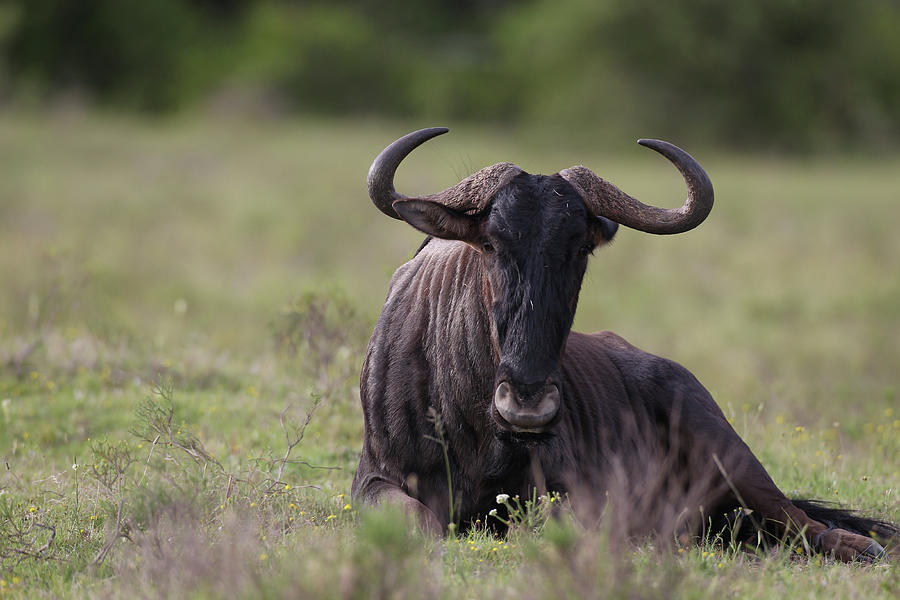 Animal Photograph - African Wildebeest 07 by Bob Langrish