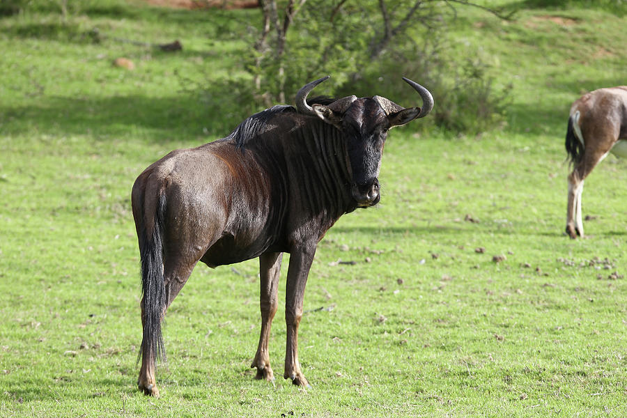 Animal Photograph - African Wildebeest 09 by Bob Langrish