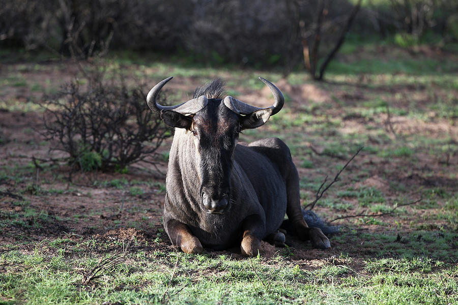 Animal Photograph - African Wildebeest 14 by Bob Langrish