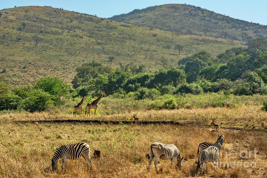 African Wildlife Photograph by Jamie Pham