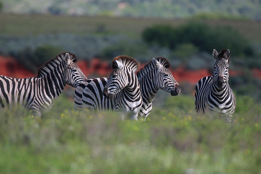 Animals Photograph - African Zebras 033 by Bob Langrish Animals Photograph - African Zebras 033 by Bob Langrish