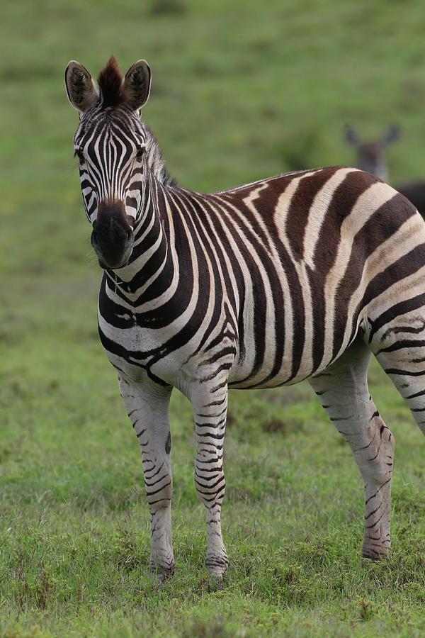 Animals Photograph - African Zebras 072 by Bob Langrish Animals Photograph - African Zebras 072 by Bob Langrish