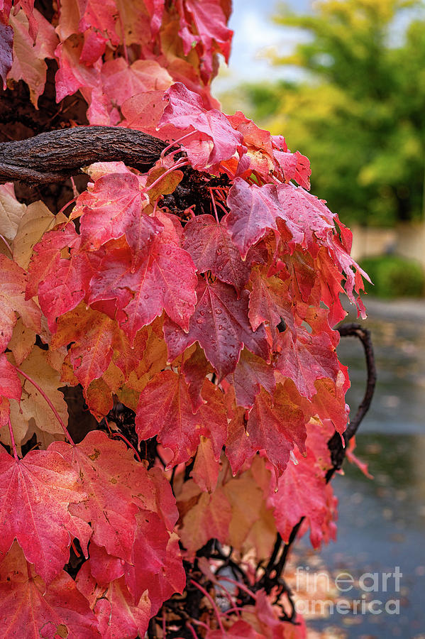 After a Fall Rain by Susan Warren After a Fall Rain by Susan Warren