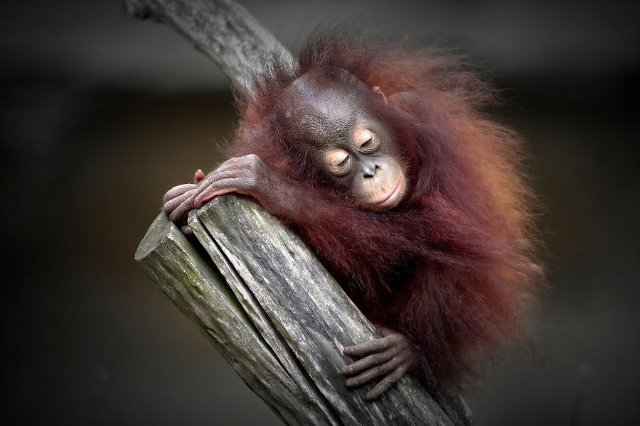 After A Playful Day (orang-utan Baby) Photograph by Antje Wenner-braun